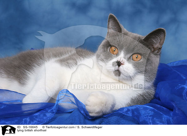 liegende Britisch Kurzhaar Ktzin / lying british shorthair / SS-16645