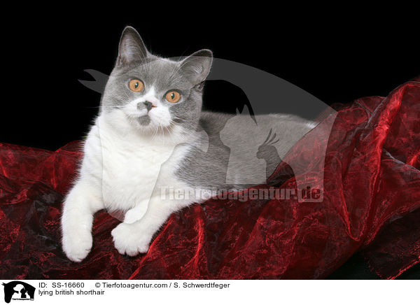 liegende Britisch Kurzhaar Ktzin / lying british shorthair / SS-16660