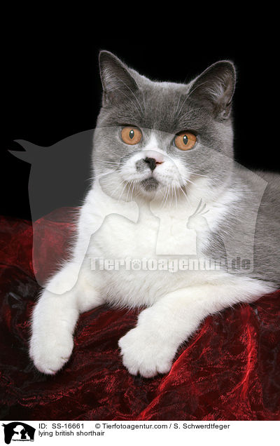 liegende Britisch Kurzhaar Ktzin / lying british shorthair / SS-16661