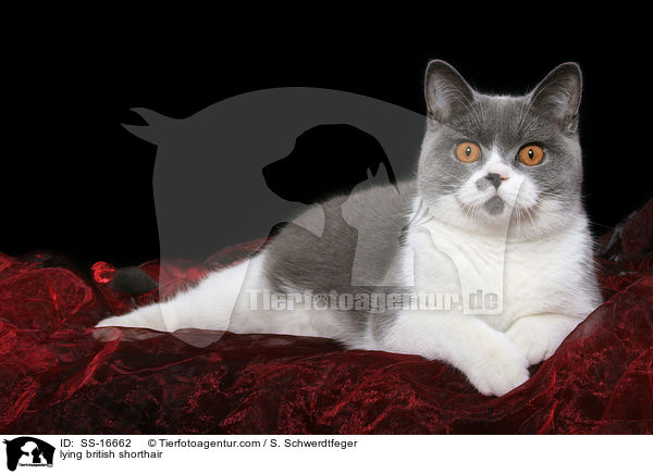 liegende Britisch Kurzhaar Ktzin / lying british shorthair / SS-16662