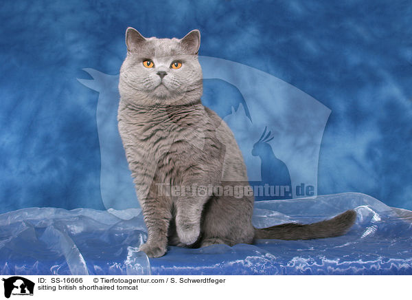 sitzender Britisch Kurzhaar Kater / sitting british shorthaired tomcat / SS-16666