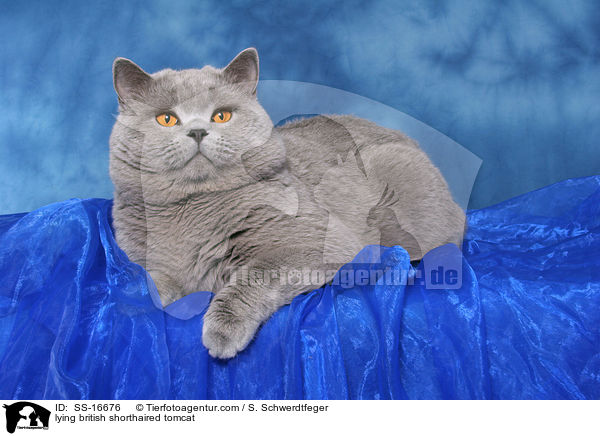 liegender Britisch Kurzhaar Kater / lying british shorthaired tomcat / SS-16676