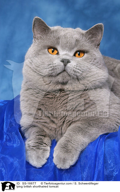 liegender Britisch Kurzhaar Kater / lying british shorthaired tomcat / SS-16677