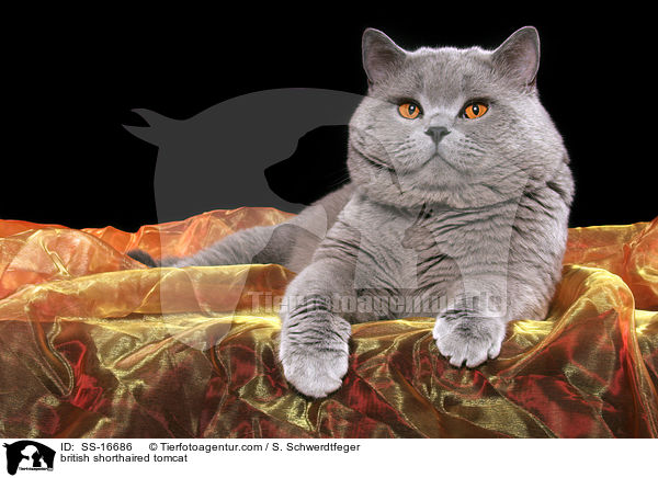 Britisch Kurzhaar Kater / british shorthaired tomcat / SS-16686