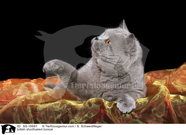 Britisch Kurzhaar Kater / british shorthaired tomcat / SS-16687