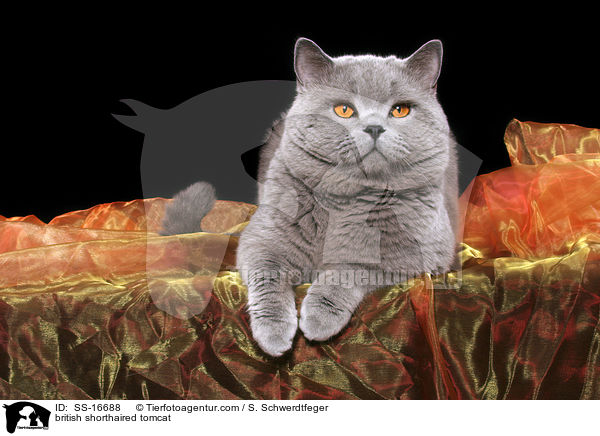 Britisch Kurzhaar Kater / british shorthaired tomcat / SS-16688