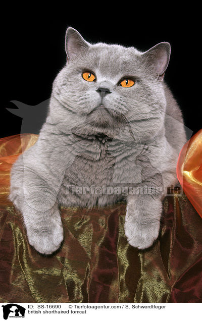 Britisch Kurzhaar Kater / british shorthaired tomcat / SS-16690