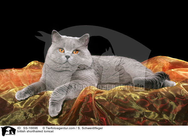 Britisch Kurzhaar Kater / british shorthaired tomcat / SS-16696