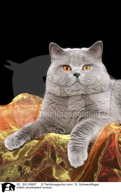 Britisch Kurzhaar Kater / british shorthaired tomcat / SS-16697