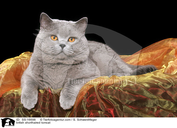 Britisch Kurzhaar Kater / british shorthaired tomcat / SS-16698