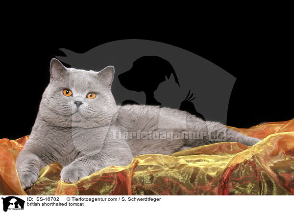 Britisch Kurzhaar Kater / british shorthaired tomcat / SS-16702