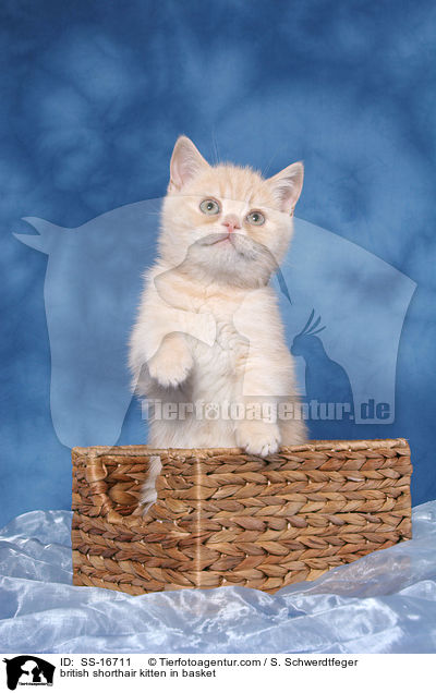 Britisch Kurzhaar Ktzchen in Krbchen / british shorthair kitten in basket / SS-16711