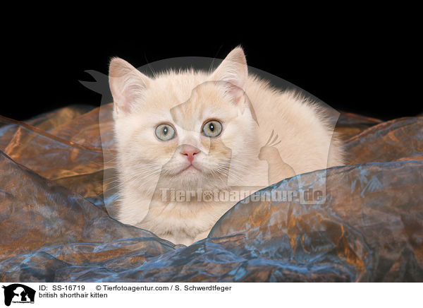 Britisch Kurzhaar Ktzchen / british shorthair kitten / SS-16719