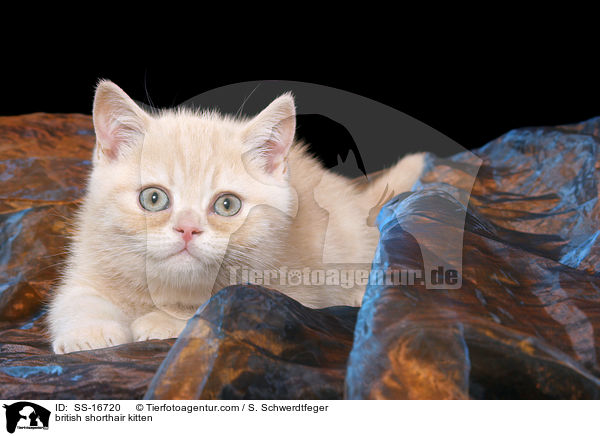 Britisch Kurzhaar Ktzchen / british shorthair kitten / SS-16720