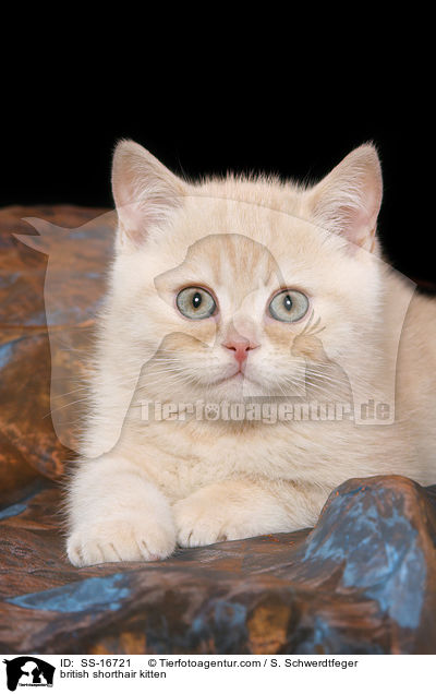 Britisch Kurzhaar Ktzchen / british shorthair kitten / SS-16721