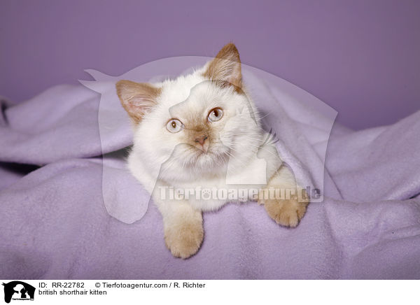 Britisch Kurzhaar Ktzchen / british shorthair kitten / RR-22782