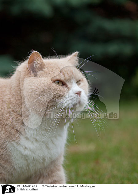 Britisch Kurzhaar / british shorthair / AM-01489