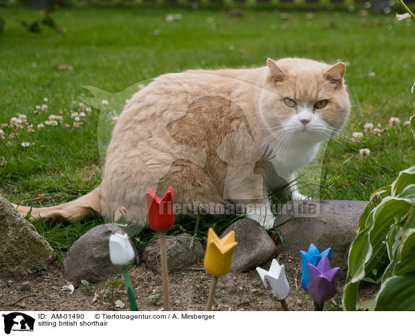 sitzende Britisch Kurzhaar / sitting british shorthair / AM-01490