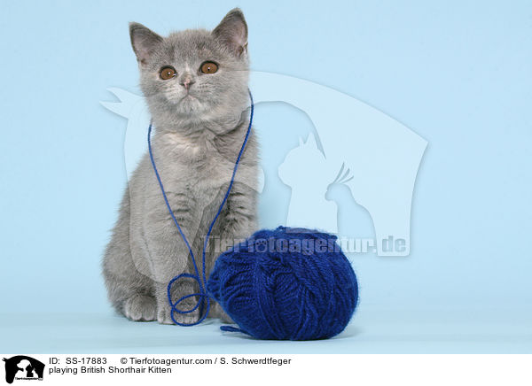 spielendes Britisch Kurzhaar Ktzchen / playing British Shorthair Kitten / SS-17883