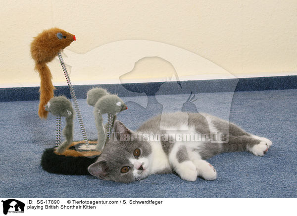 spielendes Britisch Kurzhaar Ktzchen / playing British Shorthair Kitten / SS-17890