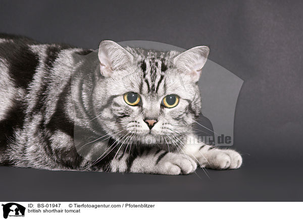 Britisch Kurzhaar Kater / british shorthair tomcat / BS-01947