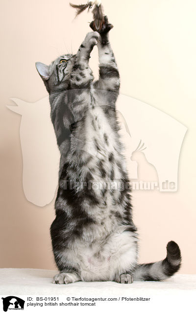 spielender Britisch Kurzhaar Kater / playing british shorthair tomcat / BS-01951