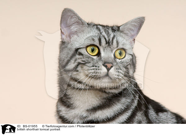 Britisch Kurzhaar Kater Portrait / british shorthair tomcat portrait / BS-01955