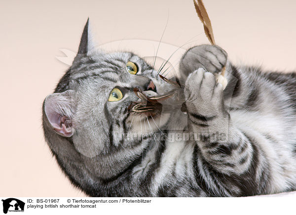 spielender Britisch Kurzhaar Kater / playing british shorthair tomcat / BS-01967