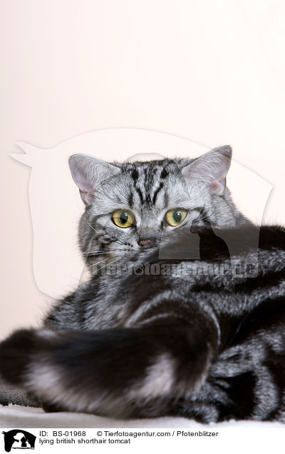 liegender Britisch Kurzhaar Kater / lying british shorthair tomcat / BS-01968