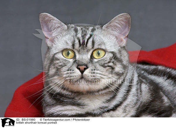 Britisch Kurzhaar Kater Portrait / british shorthair tomcat portrait / BS-01980