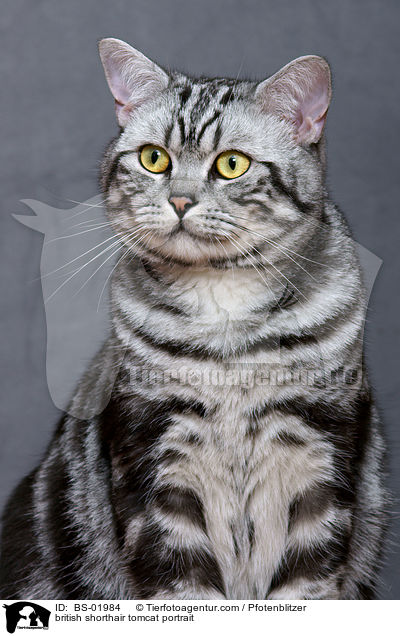 Britisch Kurzhaar Kater Portrait / british shorthair tomcat portrait / BS-01984