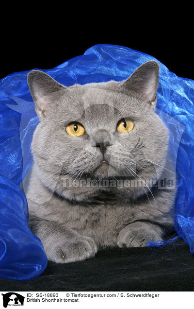 Britisch Kurzhaar Kater / British Shorthair tomcat / SS-18893