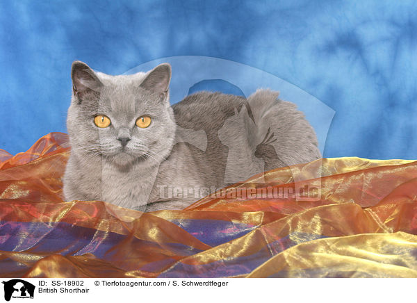 Britisch Kurzhaar / British Shorthair / SS-18902