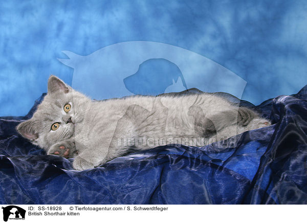 Britisch Kurzhaar Ktzchen / British Shorthair kitten / SS-18928