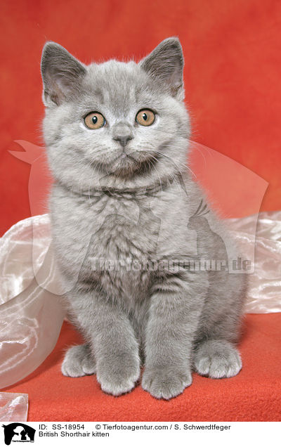 Britisch Kurzhaar Ktzchen / British Shorthair kitten / SS-18954