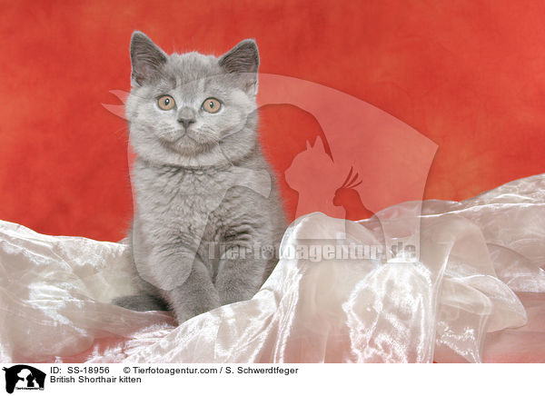 Britisch Kurzhaar Ktzchen / British Shorthair kitten / SS-18956