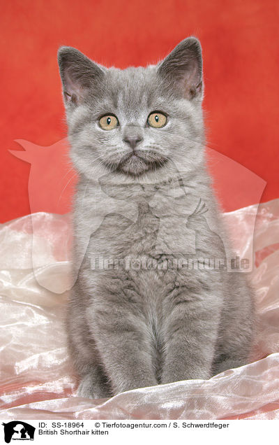 Britisch Kurzhaar Ktzchen / British Shorthair kitten / SS-18964