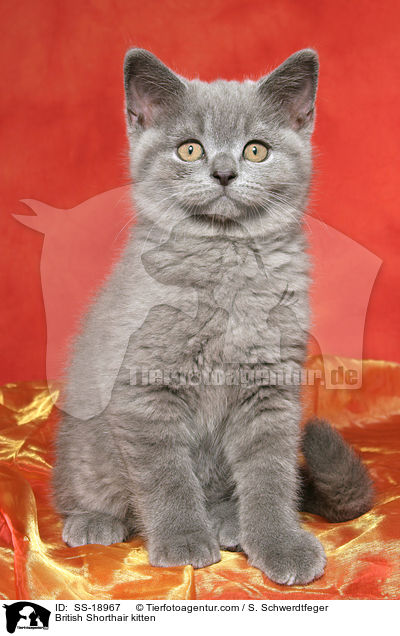 Britisch Kurzhaar Ktzchen / British Shorthair kitten / SS-18967