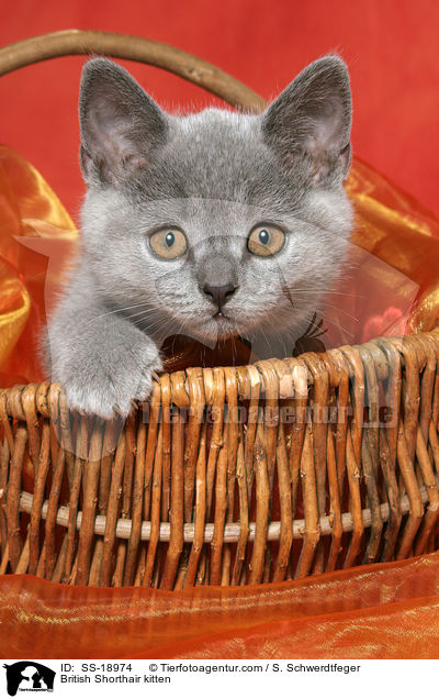 Britisch Kurzhaar Ktzchen / British Shorthair kitten / SS-18974