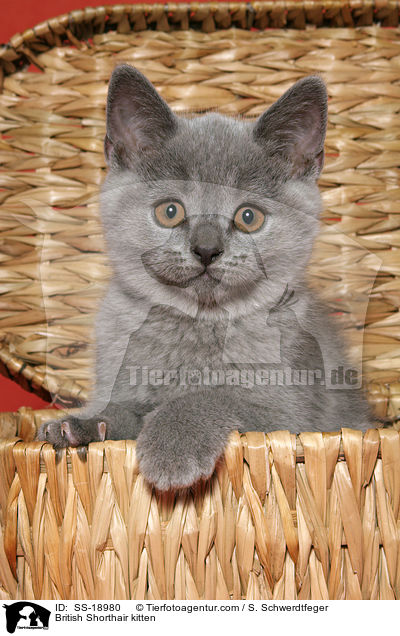 Britisch Kurzhaar Ktzchen / British Shorthair kitten / SS-18980