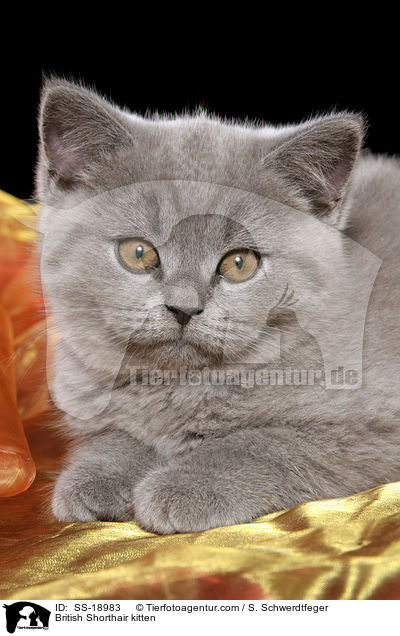 Britisch Kurzhaar Ktzchen / British Shorthair kitten / SS-18983