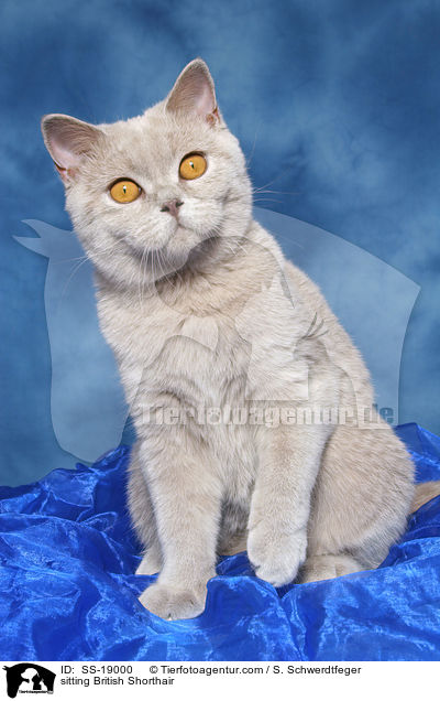 Britisch Kurzhaar / British Shorthair / SS-19000