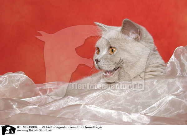 Britisch Kurzhaar / British Shorthair / SS-19004