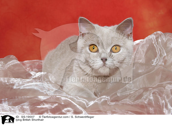 Britisch Kurzhaar / British Shorthair / SS-19007