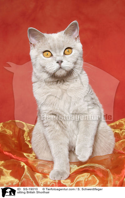 Britisch Kurzhaar / British Shorthair / SS-19010