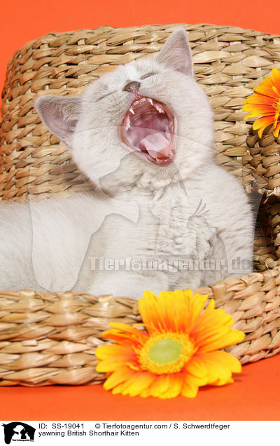 yawning British Shorthair Kitten / SS-19041