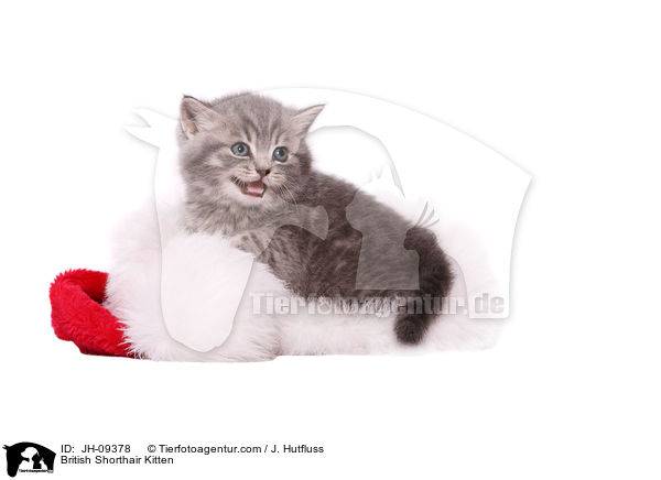 Britisch Kurzhaar Ktzchen / British Shorthair Kitten / JH-09378