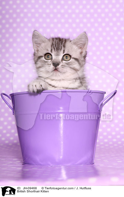 Britisch Kurzhaar Ktzchen / British Shorthair Kitten / JH-09468