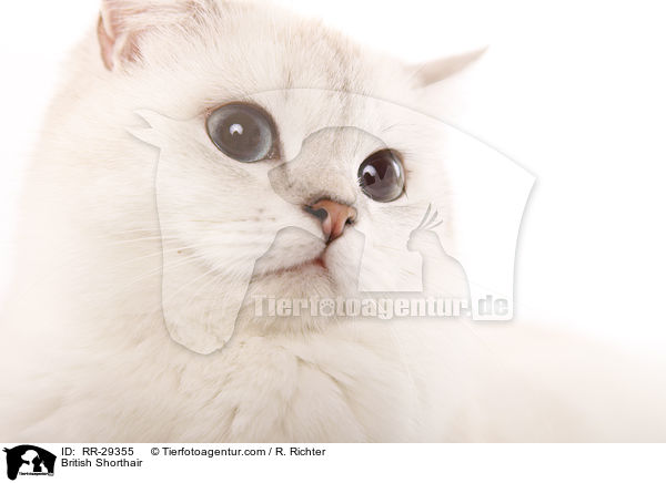 Britisch Kurzhaar / British Shorthair / RR-29355