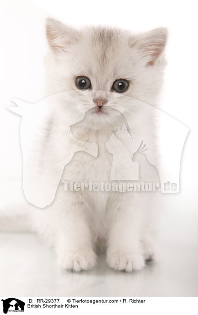 Britisch Kurzhaar Ktzchen / British Shorthair Kitten / RR-29377